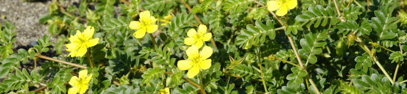 TRIBULUS TERRESTRIS - AUGALAS, KURĮ DAUGELIS SIEJA SU TESTOSTERONU: KĄ IŠ TIESŲ SAKO MOKSLAS? TRIBULUS TERRESTRIS - AUGALAS, KURĮ DAUGELIS SIEJA SU TESTOSTERONU: KĄ IŠ TIESŲ SAKO MOKSLAS?