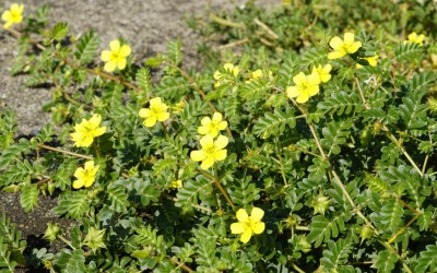 TRIBULUS TERRESTRIS - AUGALAS, KURĮ DAUGELIS SIEJA SU TESTOSTERONU: KĄ IŠ TIESŲ SAKO MOKSLAS?